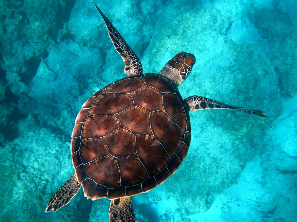 Snorkeling tour in the Riviera Maya
